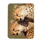 Magnet Flexible Guépard Allongé Dans L'herbe, Ngorongoro Conservat (Vertical)