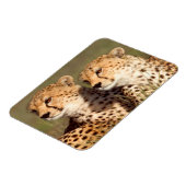 Magnet Flexible Guépard Allongé Dans L'herbe, Ngorongoro Conservat (Côté Gauche)