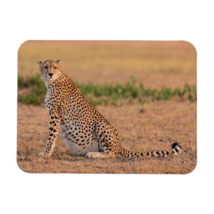 Magnet Flexible Guépard au repos tôt le matin