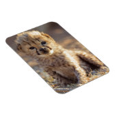 Magnet Flexible Guépard mâle âgé de 19 jours (Côté Droit)