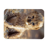 Magnet Flexible Guépard mâle âgé de 19 jours (Horizontal)