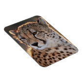 Magnet Flexible Guépard regardant ailleurs (Côté Droit)