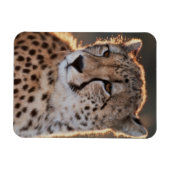 Magnet Flexible Guépard regardant ailleurs (Horizontal)