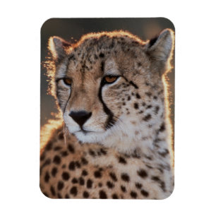 Magnet Flexible Guépard regardant ailleurs