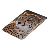 Magnet Flexible Guépard regardant ailleurs (Côté Gauche)