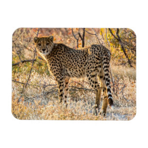 Magnet Flexible Guépard regardant autour