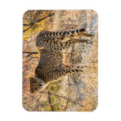 Magnet Flexible Guépard regardant autour (Vertical)