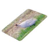 Magnet Flexible Guinée Fowl (Côté Gauche)