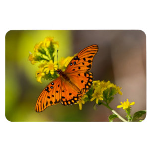 Magnet Flexible Gulf Fritillary ou Passion Butterfly sur Verge d'O