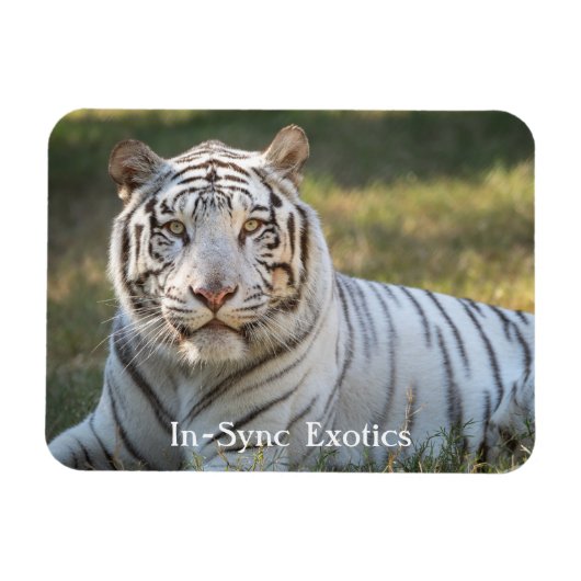 Magnet Flexible Gus - (Horizontal)