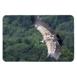 Magnet Flexible Gyps fulvus flying