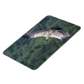 Magnet Flexible Gyps fulvus vol (Côté Gauche)