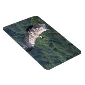 Magnet Flexible Gyps fulvus vol (Côté Droit)