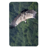 Magnet Flexible Gyps fulvus vol (Vertical)