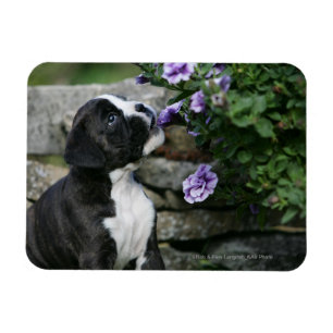 Magnet Flexible Halètement de chien de boxeur