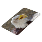 Magnet Flexible Haliaeetus leucocephalus (Côté Gauche)