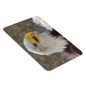 Magnet Flexible Haliaeetus leucocephalus (Côté Droit)