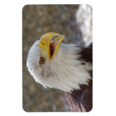 Magnet Flexible Haliaeetus leucocephalus (Vertical)