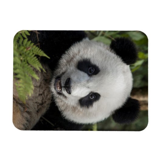Magnet Flexible Happy young panda (Horizontal)