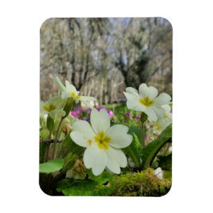 Magnet Flexible Harbinger du printemps
