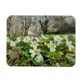 Magnet Flexible Harbinger du printemps (Horizontal)