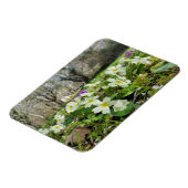 Magnet Flexible Harbinger du printemps (Côté Gauche)