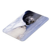 Magnet Flexible Harpe Seal Mère avec levure (Côté Gauche)