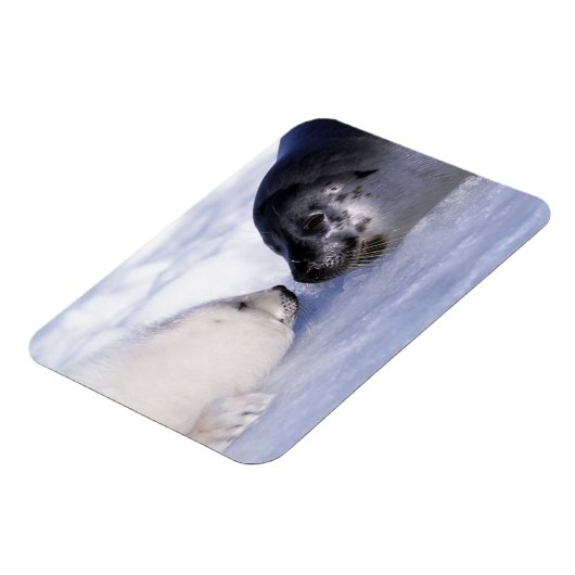 Magnet Flexible Harpe Seal Mère avec levure (Côté Gauche)