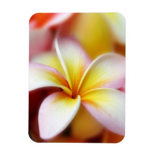 Magnet Flexible Hawaïen blanc de fleur d'Hawaï de Frangipani de
