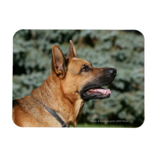 Magnet Flexible Headshot 1 de berger allemand