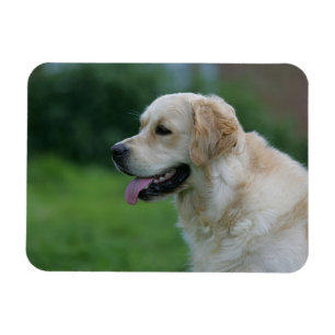 Magnet Flexible Headshot 2 2 de golden retriever