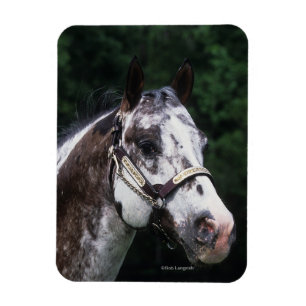 Magnet Flexible Headshot 2 de cheval d'Appaloosa