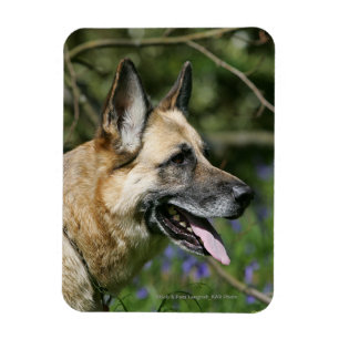 Magnet Flexible Headshot 3 de berger allemand