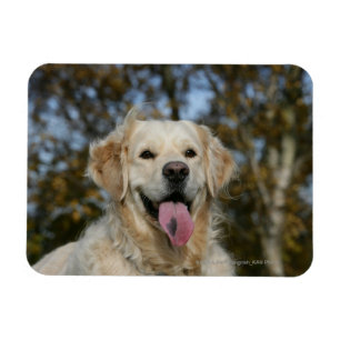 Magnet Flexible Headshot 3 de golden retriever