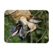Magnet Flexible Headshot 3 du berger allemand (Horizontal)