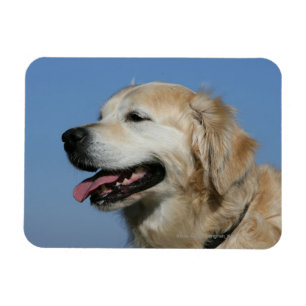 Magnet Flexible Headshot 4 de golden retriever