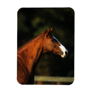 Magnet Flexible Headshot de cheval de pur sang