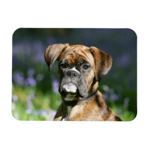 Magnet Flexible Headshot de chien de boxeur
