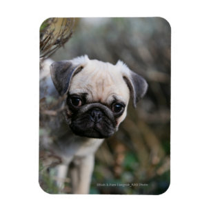 Magnet Flexible Headshot de chiot de carlin de faon