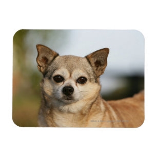 Magnet Flexible Headshot de chiwawa