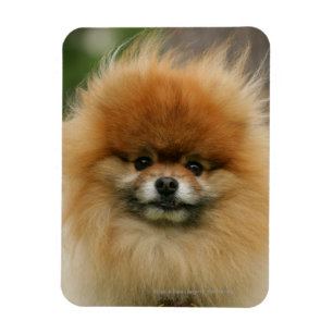 Magnet Flexible Headshot de Pomeranian regardant l'appareil-photo