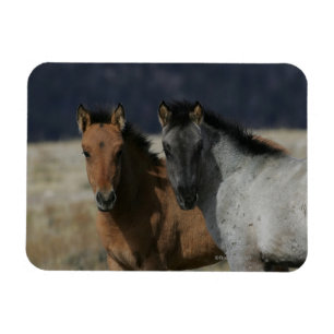 Magnet Flexible Headshot de poulain de mustang
