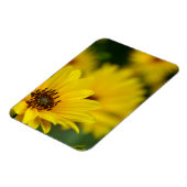 Magnet Flexible Hélénium de marguerite jaune (Côté Gauche)