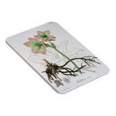 Magnet Flexible Helleborus Niger de 'Phytographie Medicale' de J (Côté Droit)