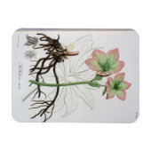 Magnet Flexible Helleborus Niger de 'Phytographie Medicale' de J (Horizontal)
