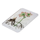 Magnet Flexible Helleborus Niger de 'Phytographie Medicale' de J (Côté Gauche)