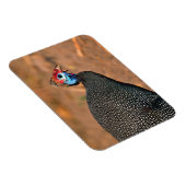 Magnet Flexible Helmeted Guinea Fowl (Numida meleagris). Afrique, (Côté Droit)