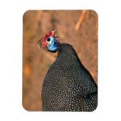 Magnet Flexible Helmeted Guinea Fowl (Numida meleagris). Afrique, (Vertical)