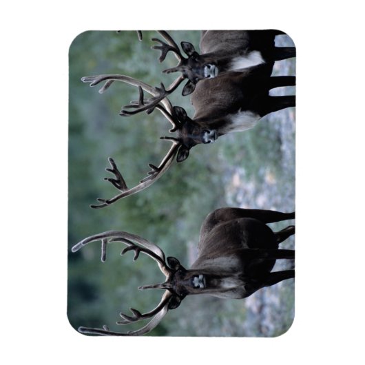 Magnet Flexible Herbe d'élans | Mt. Baring, Washington (Vertical)