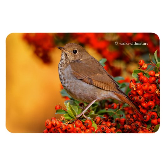 Magnet Flexible Hermite Thrush Songbird sur araignée de feu (Horizontal)